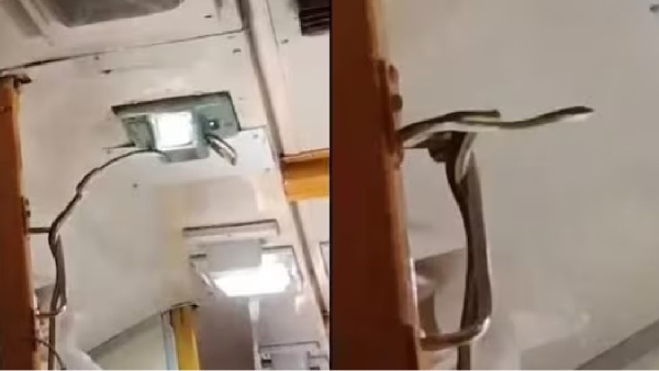 ac train snake madhya pradesh ac train snake madhya pradesh