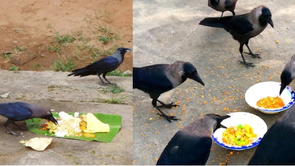 spirituality crows ancestors spirituality crows ancestors