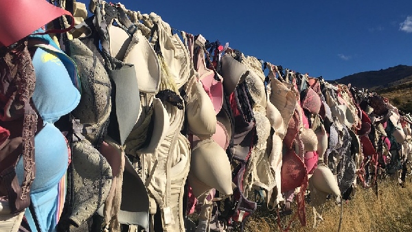 new zealand inner wear bra fence