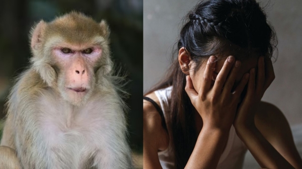 uttar pradesh monkey crime