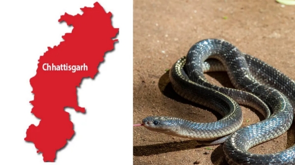 snake chhattisgarh