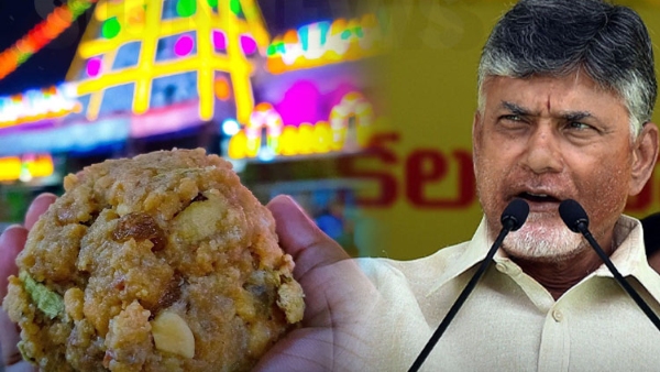 Andhra CM Chandrababu naidu accuses jagan govt of using animal fat to make tirupati laddu ysrcp hits back