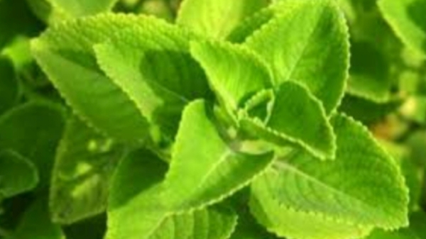 omavalli leaves omavalli