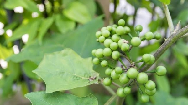 sundakkai turkey berry