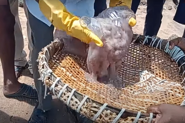 tiruchendur thiruchendur jellyfish