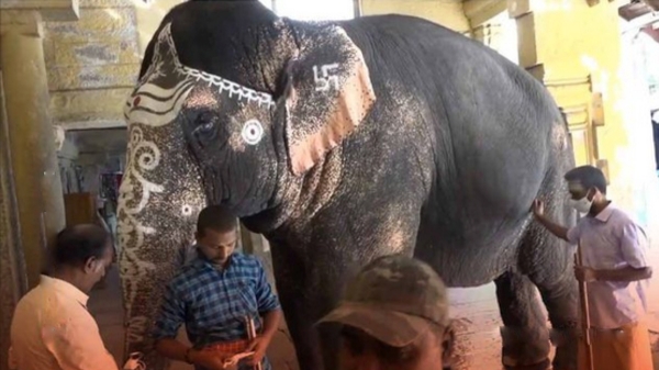 madurai elephant