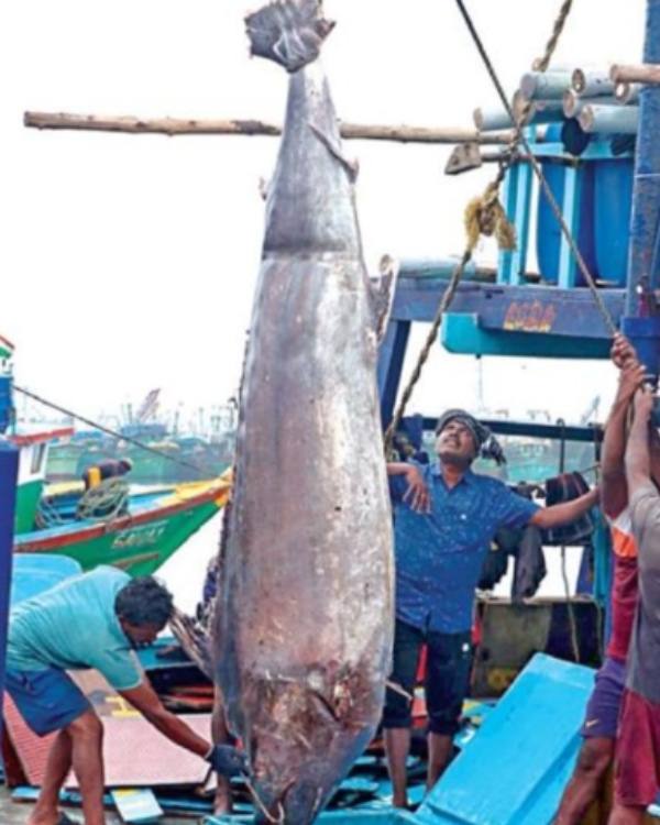 chennai kasimedu sheela fish purattasi