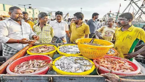 chennai kasimedu sheela fish purattasi