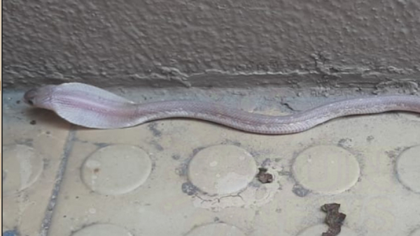 white cobra coimbatore