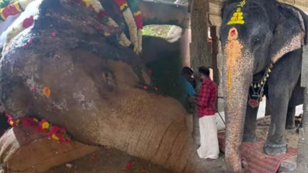 hindu munnani elephant tamilnadu govt