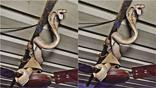 snake cobra