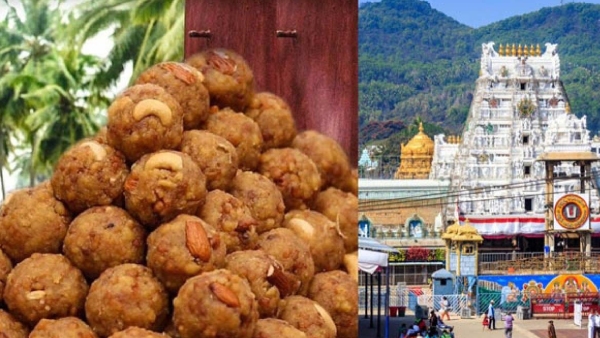 Government will conduct probe into use of animal fats in tirupati laddu says minister nara lokesh