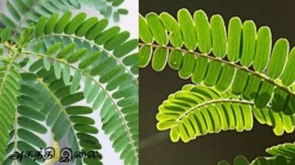 agathi keerai nutrients