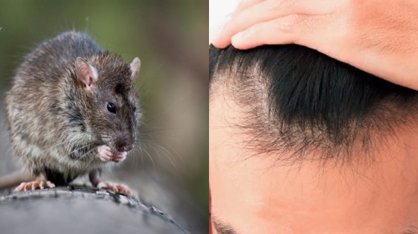 moles hair moles hair