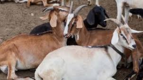 300 goat jaipur pakistan barmer 300