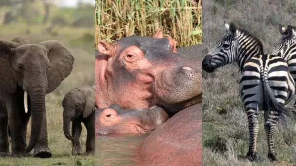 namibia south africa namibia south africa