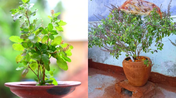 spirtuality thulasi god