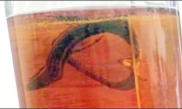 tasmac tamil nadu government liquor bottles