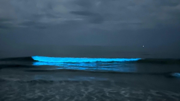 bioluminescent chennai ecr