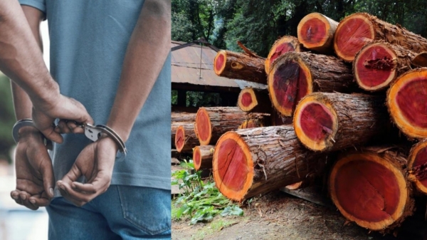 Anamalai Sandle wood