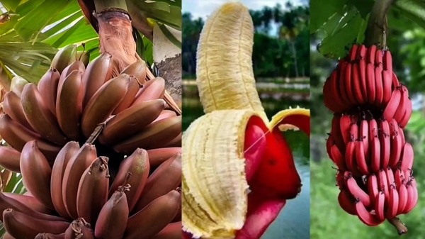 red banana sevvazhai nerves red banana sevvazhai nerves