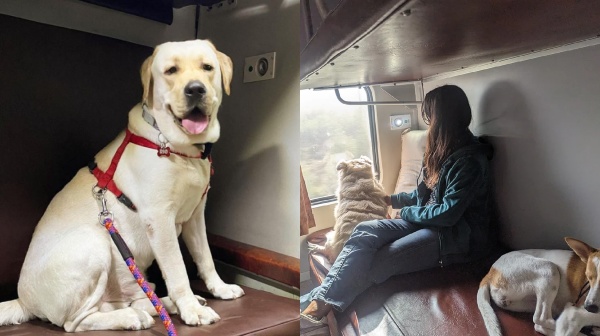 train indian railway dog