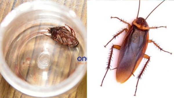 delhi cockroach