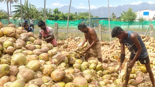 theni coconut farmer