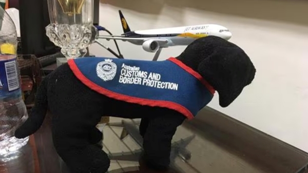 delhi airport dog delhi airport dog
