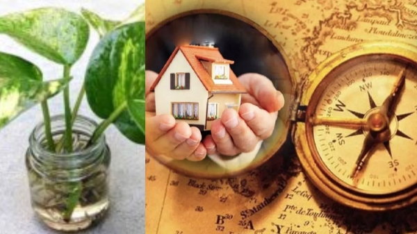 spirituality money plant