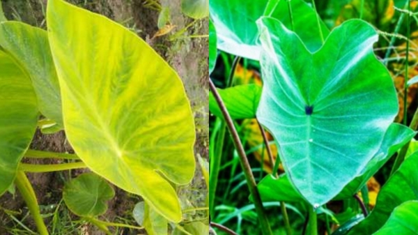 seppankizhangu leaves