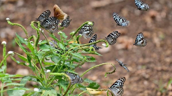 coonoor butterflies coonoor butterflies