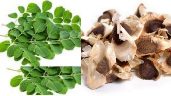 drumstick leaves moringa seeds drumstick leaf