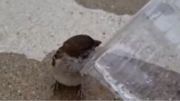 birds video unconscious bird birds video unconscious bird