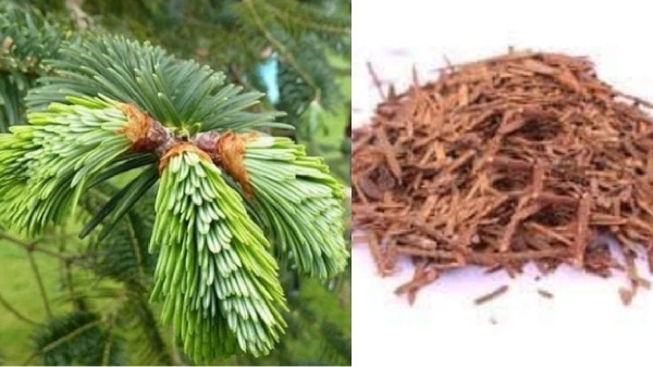 lungs thalishapathri herbal thalisha pathri sooranam lungs thalishapathri herbal thalisha pathri sooranam