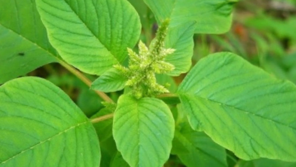 kuppai keerai body heat