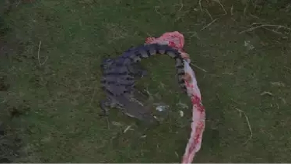 crocodile walking in the water of kollidam river near Tanjore papanasam and what happened in Trichy cauvery river