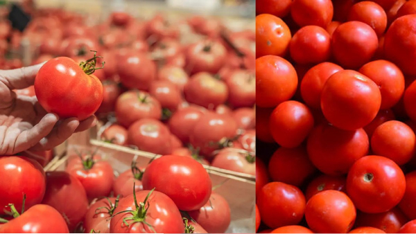 tomato koyambedu tomato koyambedu