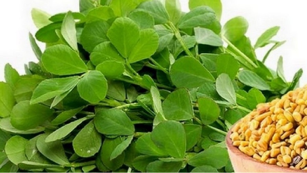 venthaya keerai colon cancer fenugreek leaves venthaya keerai colon cancer fenugreek leaves