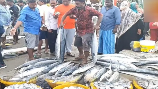 kasimedu purattasi kasimedu purattasi