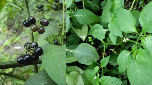 manathakkali keerai ulcer solanum nigrum