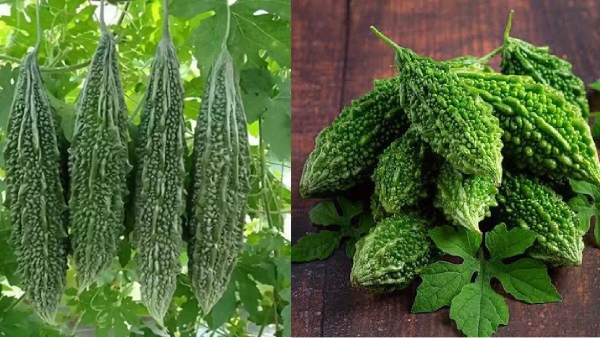 bitter gourd diabetics bitter gourd juice