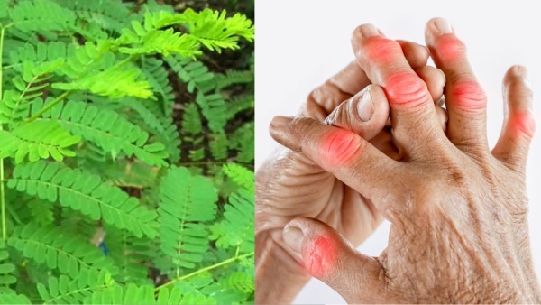 rheumatoid arthritis vadha narayanan keerai rheumatism rheumatoid arthritis vadha narayanan keerai rheumatism