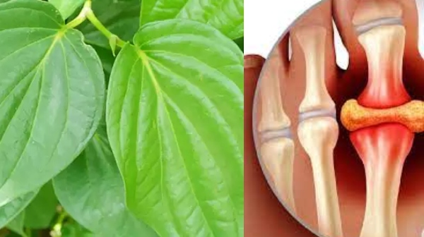 betel leaves high uric acid weight loss