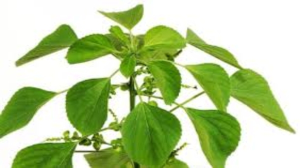 kuppaimeni nerves kuppaimeni nerves