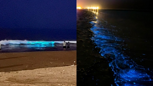 bioluminescent chennai ecr