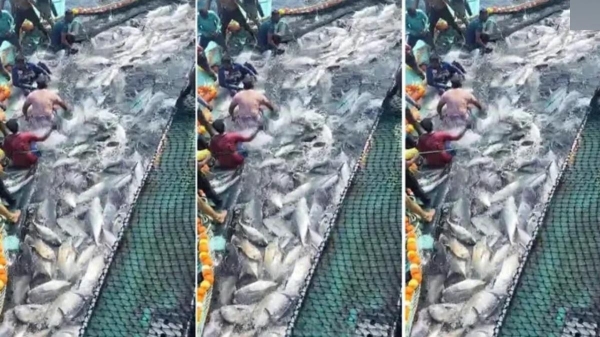 cuddalore big travelly fish