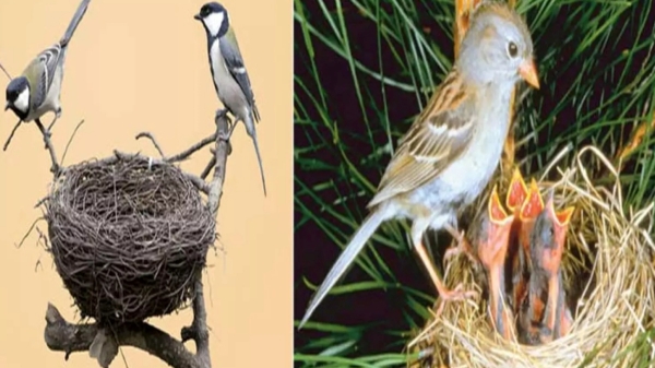 spirituality birds vastu