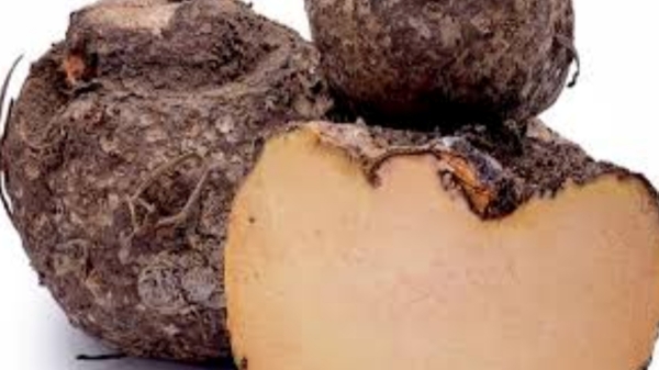 elephant yam karunai kizhangu