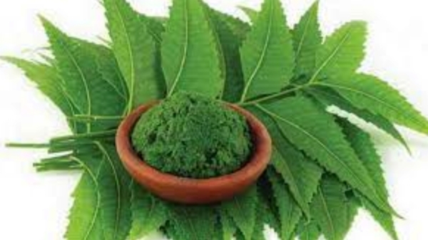 neem leaf liver diseases